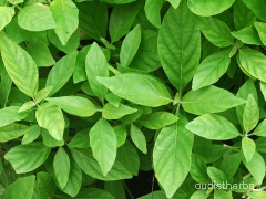 Rhinacanthus nasutus leaf3.jpg